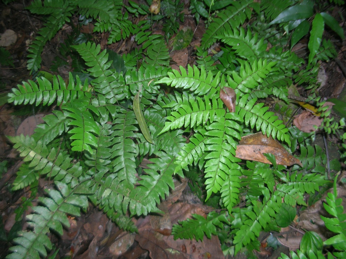 Adiantum latifolium Lam.